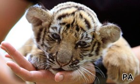 The day a tiger came to tea?