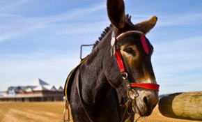 Animal welfare abroad