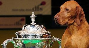 Who will be best in show?