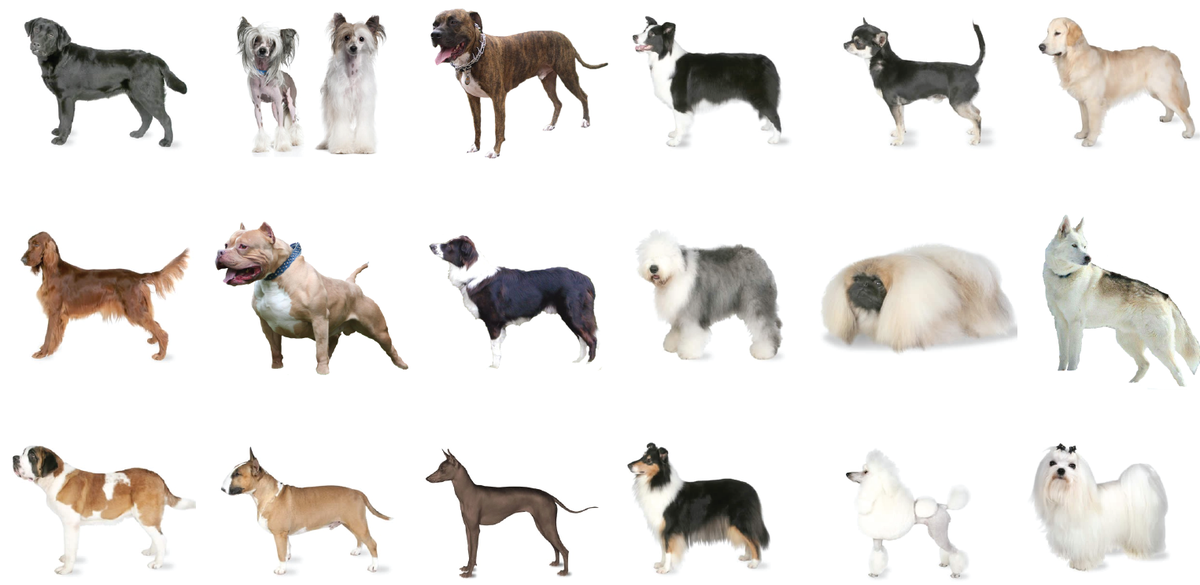 all breeds of dogs with pictures