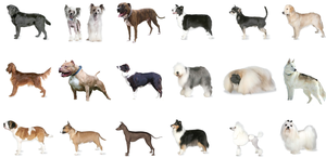 Revealed: Britain's most (and least) loved dog breeds