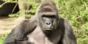 Brits (unlike Americans) think the gorilla shooting was a mistake