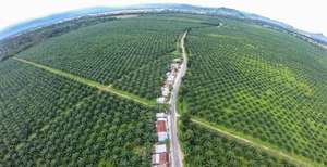 Palm oil and public awareness