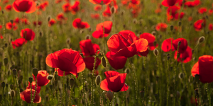 Royal British Legion’s ‘Rethink Remembrance’ sees increase in Ad Awareness 