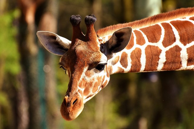 Zoo-Öffnungen: Einer von fünf Deutschen hält Besuch im nächsten Monat für wahrscheinlich