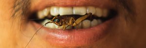 One in five Americans say they’re willing to eat insects