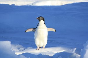Advertiser of the Month im März: kinder Pinguí