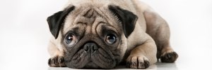 Should selective breeding of dogs with health issues be banned?
