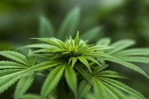 Deutsche gespalten hinsichtlich möglicher Legalisierung von Marihuana
