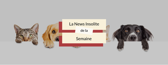 #Insolite : 41% des Français préfèrent les chiens 