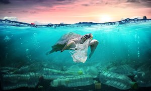 Plastik in den Meeren: Umfrage zeigt, wie wichtig das Umweltthema den Menschen auf 5 Kontinenten ist