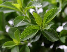 Großes Potenzial für Zuckerersatzstoff Stevia