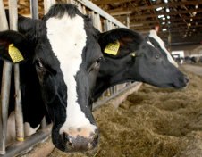 Bio und Fair Trade spielen bei Milchprodukten eine nachrangige Rolle