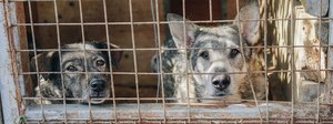 Nearly half of Americans support strengthening laws around animal cruelty