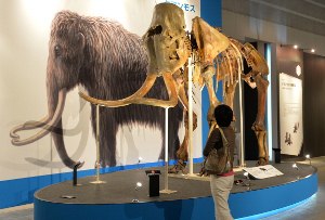 Americans say no to bringing back woolly mammoth